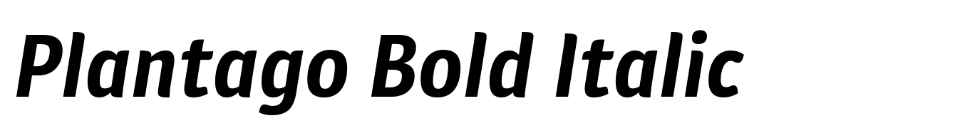 Plantago Bold Italic